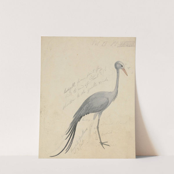 A Crane by James de Carle Sowerby