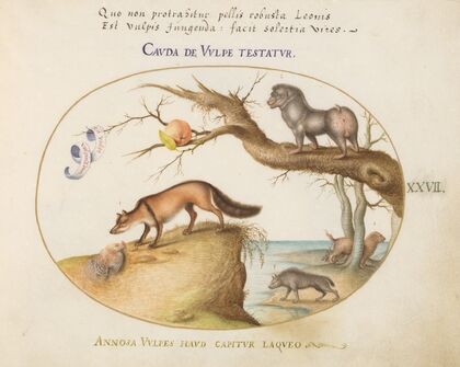 A Cross Fox, a Hyena;Baboon, a ‘Sea Wolf,’ and a Gulon (Wolverine) (1575-1590)