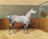 A Dappled-Grey Horse