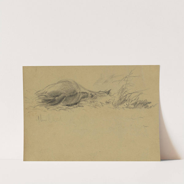 A dead horse (1860-1865) by Alfred Rudolph Waud