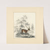 A deer (1820 - 1830) by Henry Thomas Alken