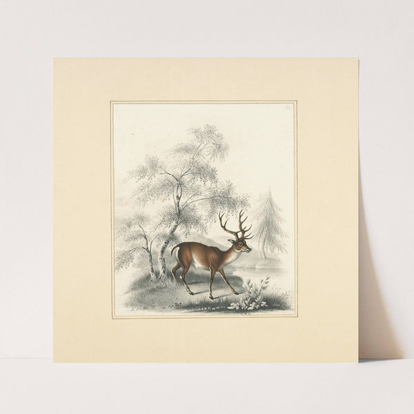 A deer (1820 - 1830) by Henry Thomas Alken