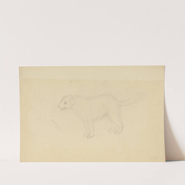 A Dog 2 by James Sowerby