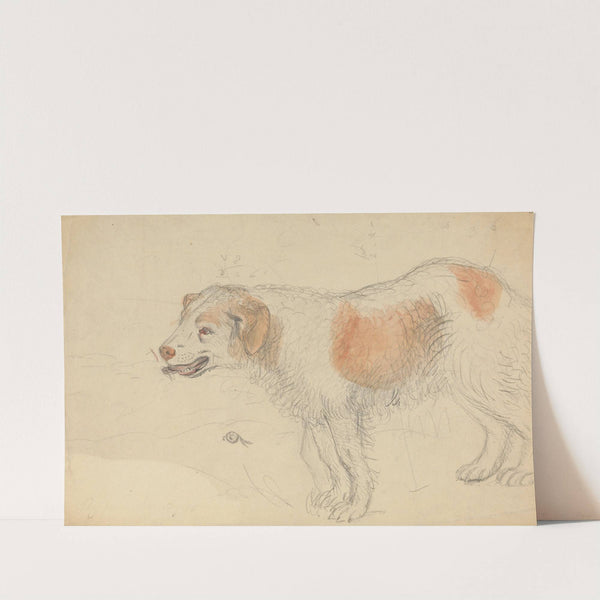 A Dog 3 by James Sowerby