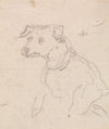 A Dog