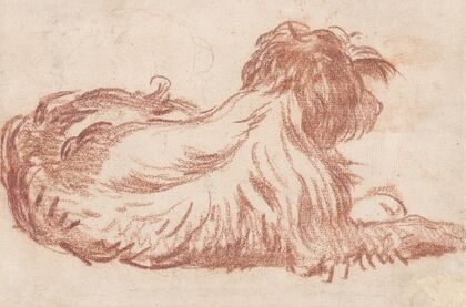 A Dog