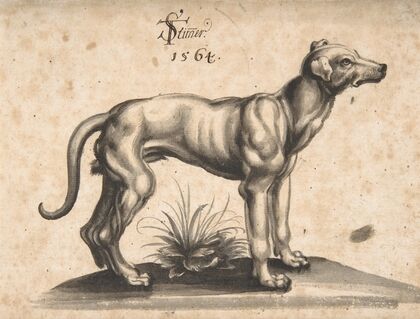 A Dog Looking to the Right