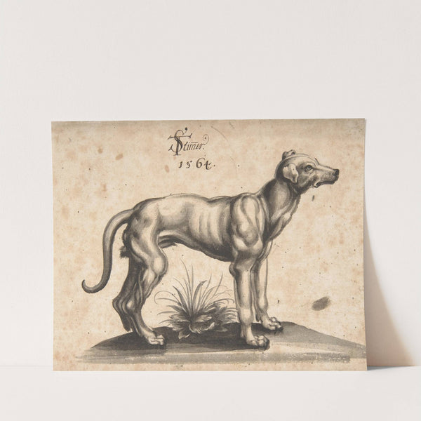 A Dog Looking to the Right by Tobias Stimmer