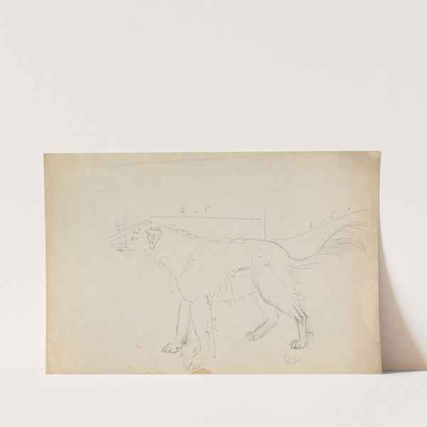 A Dog (marked with measurements) by James Sowerby