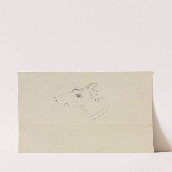 A Dog’s Head by James Sowerby