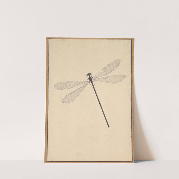 A Dragonfly by Nicolaas Struyk