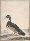 A Duck (1725–92)