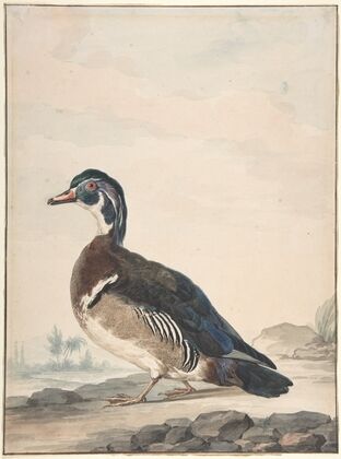 A Duck (1725–92)