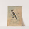 A European Goldfinch by James Sowerby