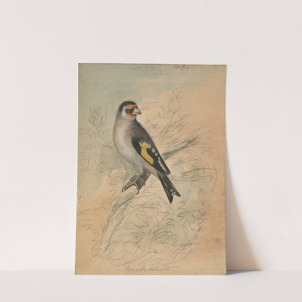 A European Goldfinch by James Sowerby