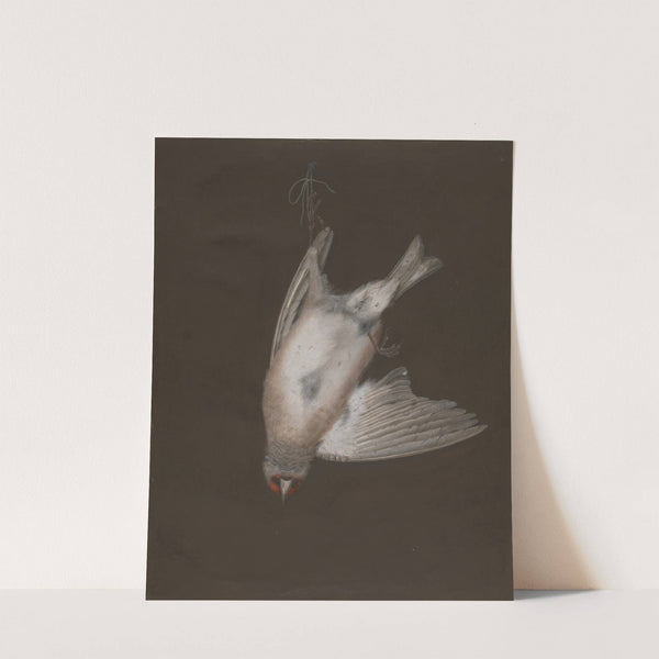 A European Goldfinch in a Snare by P. Brown