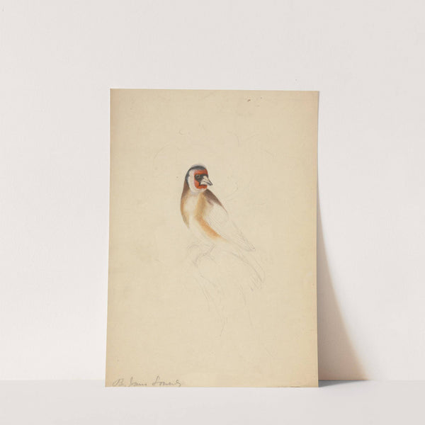 A European Goldfinch. by James Sowerby