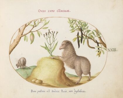 A Fat-Tailed Sheep, a Sheep with a Long Tail, a ‘Cassia purgatrix,’and Other Plants (1575-1590)