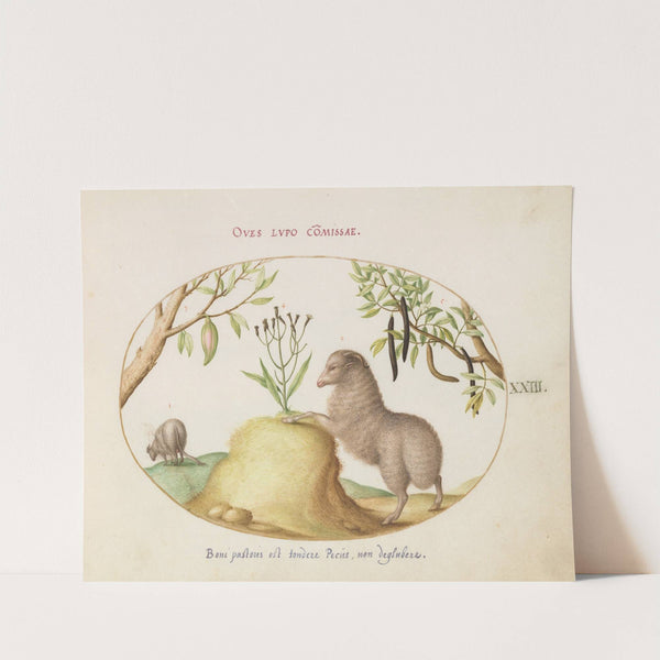 A Fat-Tailed Sheep, a Sheep with a Long Tail, a ‘Cassia purgatrix,’and Other Plants (1575-1590) by Joris Hoefnagel