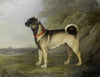 A Favourite Pug Bitch