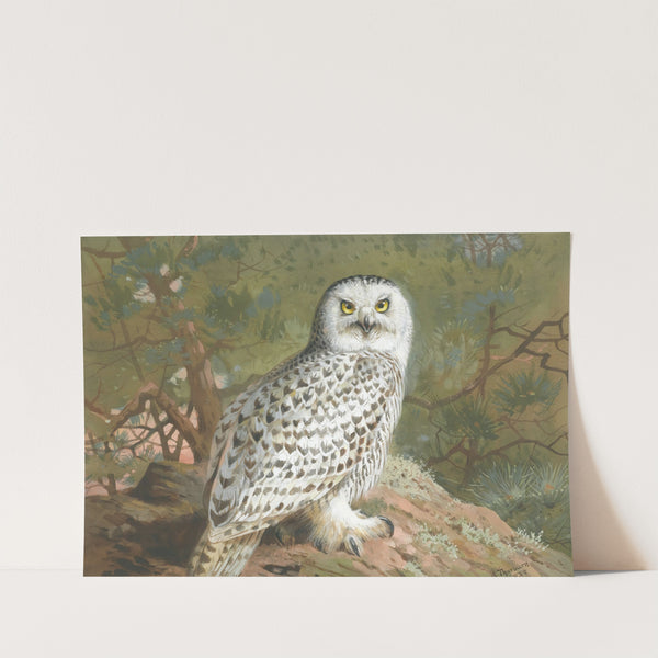 A Female Snowy Owl (1889) by Archibald Thorburn