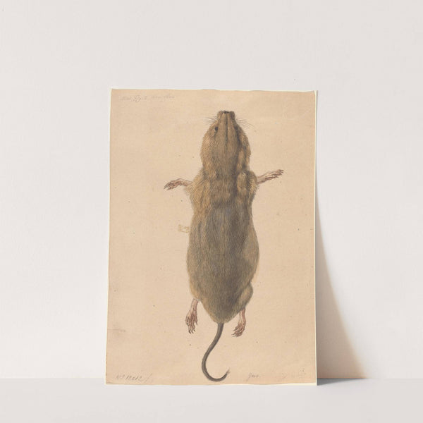 A Field Mouse, from Above by Johann Rudolph Schellenberg