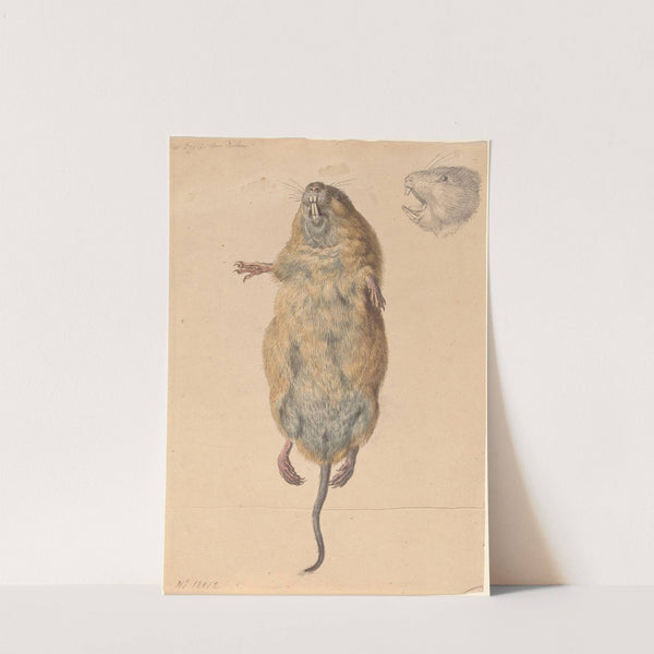 A Field Mouse, from Below by Johann Rudolph Schellenberg