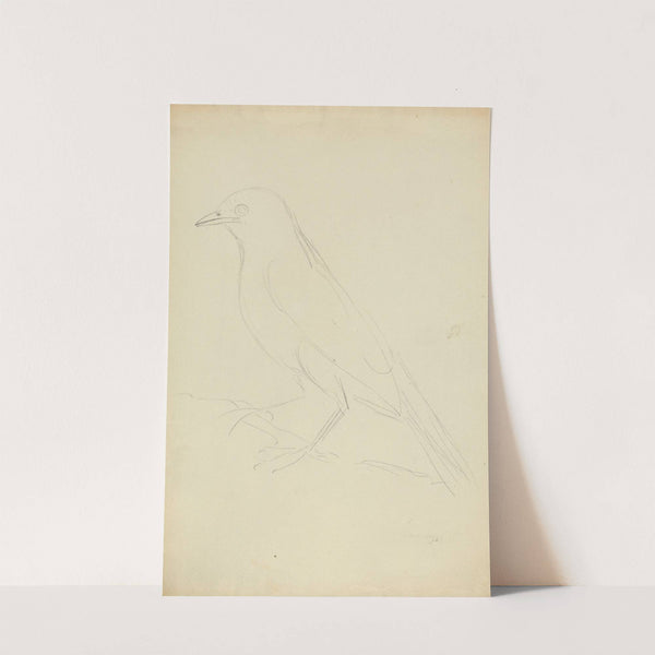 A Fieldfare by James Sowerby