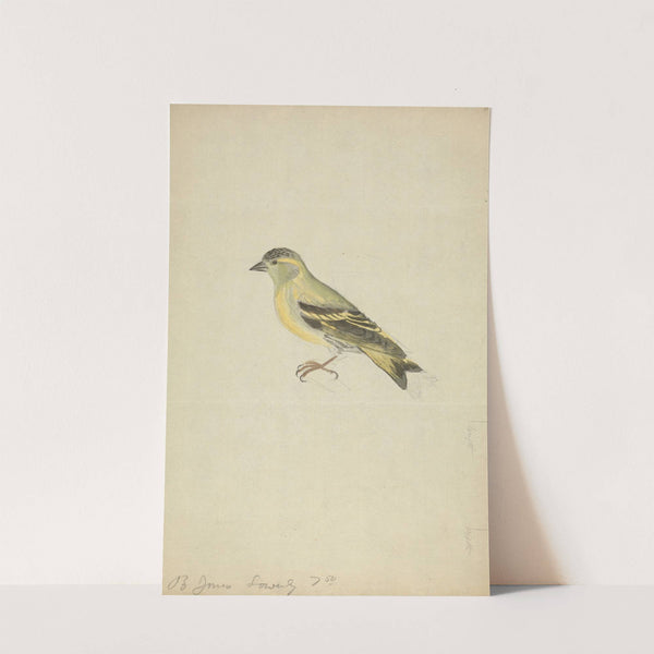 A Finch by James Sowerby