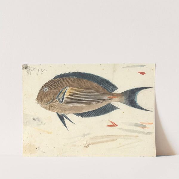 A Fish by Luigi Balugani