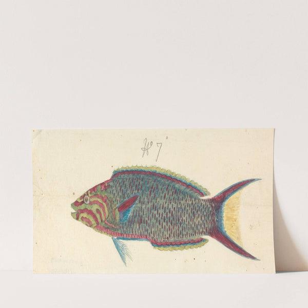 A Fish by Luigi Balugani