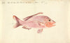 A Fish from the Red Sea