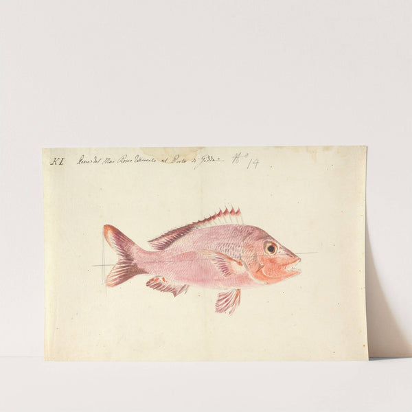 A Fish from the Red Sea by Luigi Balugani