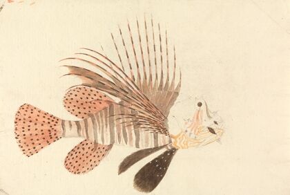 A Fish