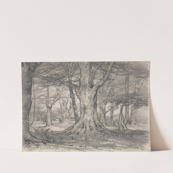 A Forest Landscape near Boldrewood by Alfred Parsons