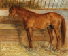 A Fox in a Stable