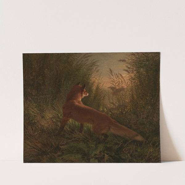 A Fox by Siegwald Dahl