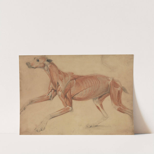A Full Size Écorché Study of a Hound by Charles Landseer