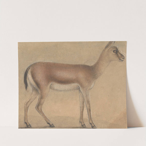 A Gazelle In Profile, Moving Toward The Right by Circle of Michelino da Besozzo