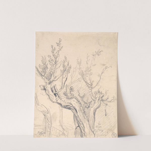 A Gnarled Tree by James Ward