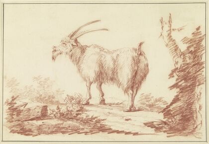 A goat to the left