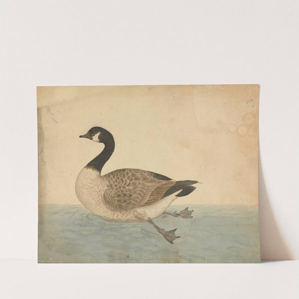 A Goose by James Sowerby