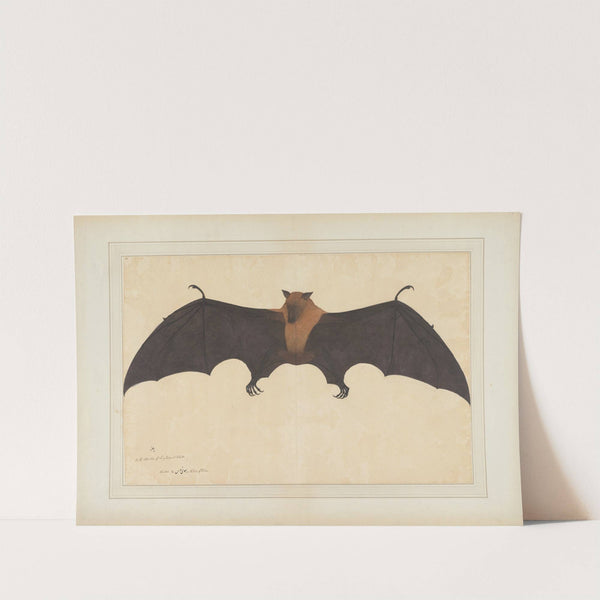 A Great Indian Fruit Bat or Flying Fox (Pteropus giganteus) by Bhawani Das