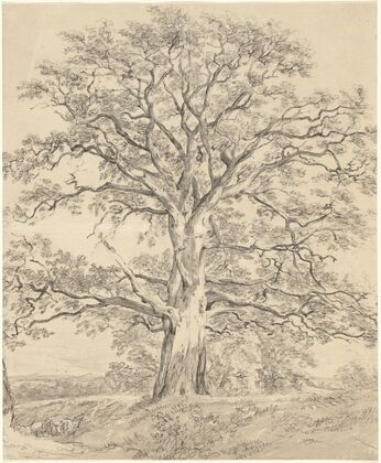 A Great Oak Tree