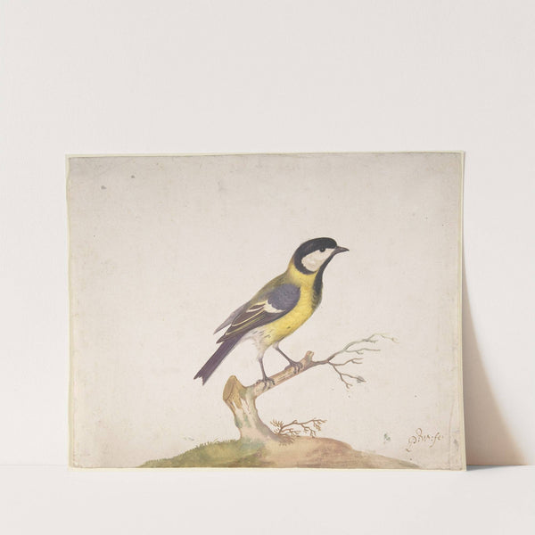 A Great Titmouse (Parus major) Perched on a Branch by Pieter Withoos