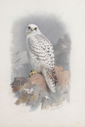 A Greenland Falcon