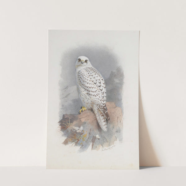 A Greenland Falcon by Archibald Thorburn