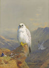 A Greenland falcon on a rocky outcrop (1913)