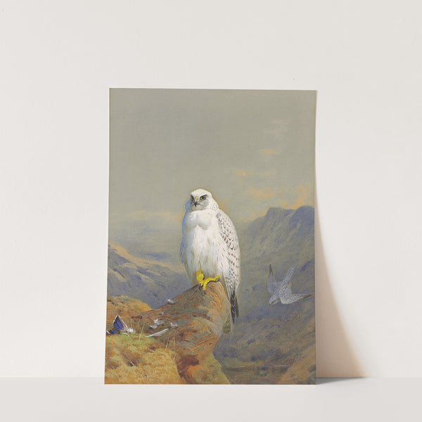A Greenland falcon on a rocky outcrop (1913) by Archibald Thorburn
