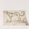 A Greyhound in Profile Facing Left by Virgil Solis